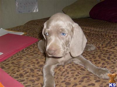 Weimaraner Puppies for Sale